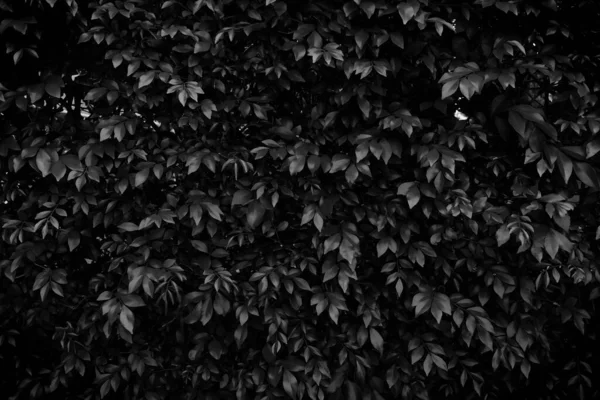 柔らかい焦点 黒と白の葉の背景 — ストック写真