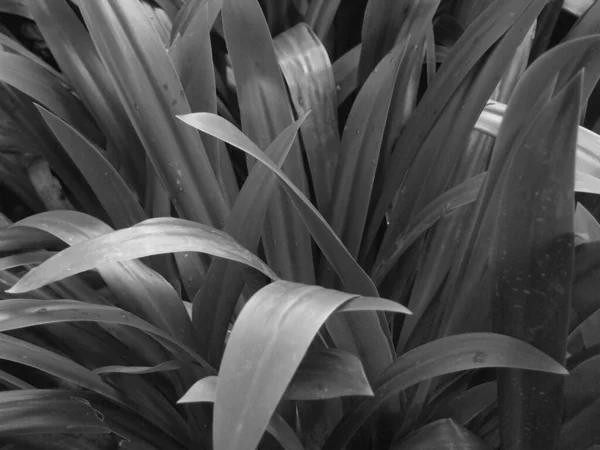 Enfoque Suave Textura Hoja Blanco Negro —  Fotos de Stock