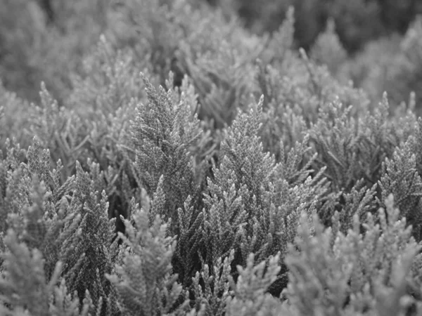 Black White Leaves Pine Tree Background — Stock Photo, Image