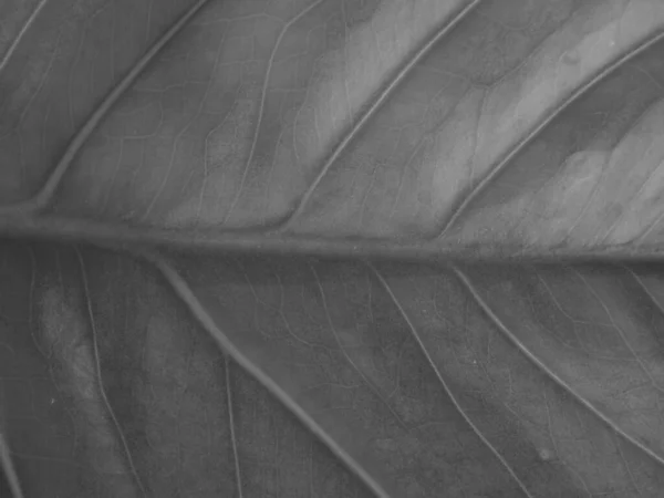 Kuru Siyah Beyaz Yaprak Dokusu — Stok fotoğraf