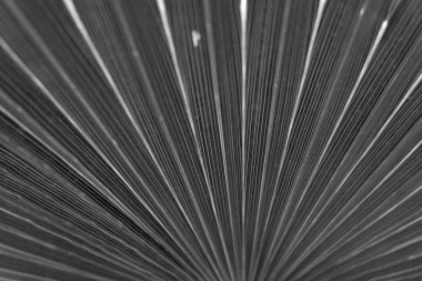 kuru siyah ve beyaz yaprak palmiye dokusu