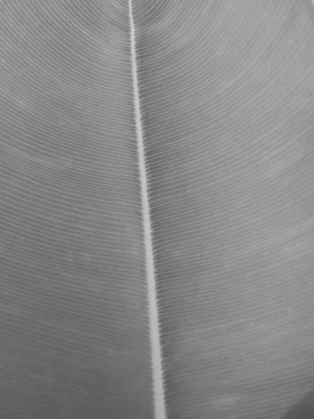 Black White Color Old Banana Leaf Background — Stock Photo, Image