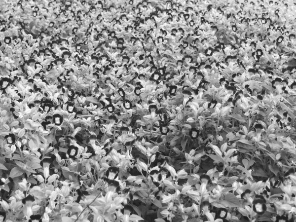 软聚焦点 黑白花背景 — 图库照片