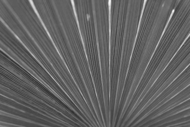 kuru siyah ve beyaz yaprak palmiye dokusu