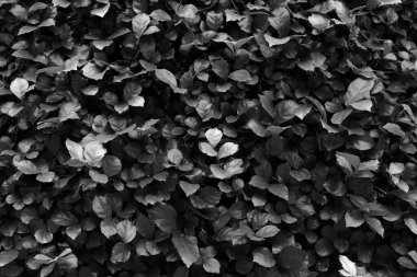 yumuşak odak, siyah ve beyaz yaprak arkaplan