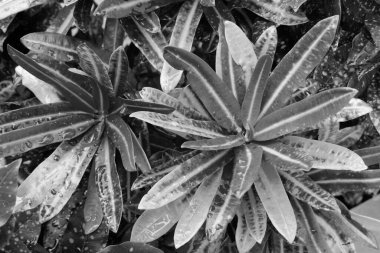 yumuşak odak, siyah ve beyaz yaprak dokusu