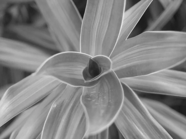 soft focus, black and white leaf texture