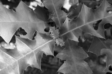 yumuşak odak, siyah ve beyaz yaprak arkaplan