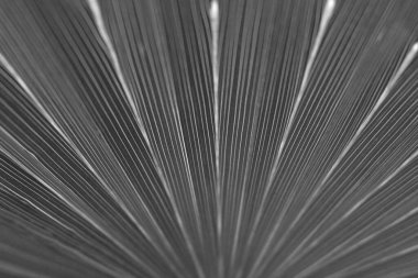 kuru siyah ve beyaz yaprak dokusu