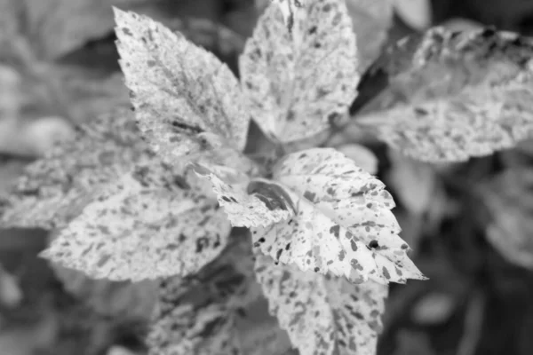 Soft Focus Black White Leaf Background — Stock Photo, Image