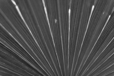 kuru siyah ve beyaz yaprak dokusu