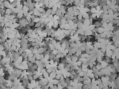 yumuşak odak, siyah ve beyaz yaprak arkaplan