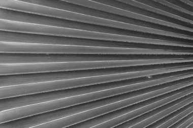 kuru siyah ve beyaz yaprak palmiye dokusu