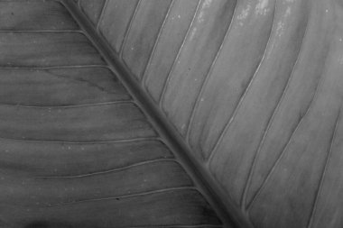 siyah ve beyaz renkli eski muz yaprağı arkaplanı