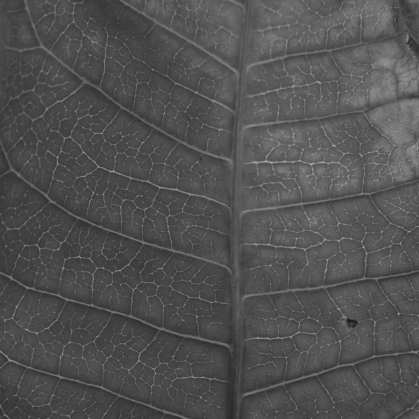 Textura Hoja Seca Blanco Negro — Foto de Stock