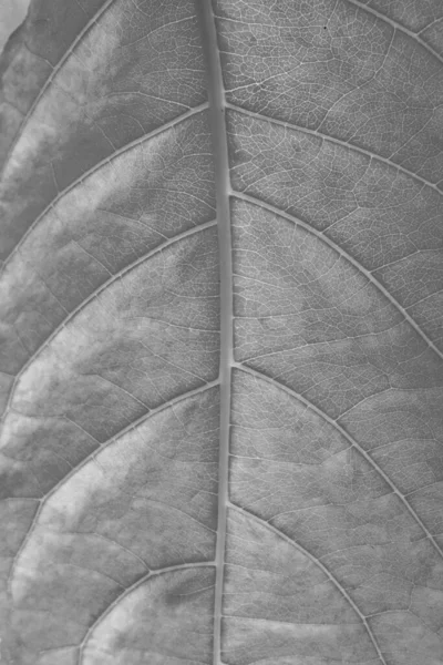 Textura Hoja Seca Blanco Negro — Foto de Stock