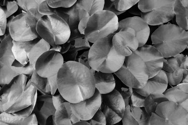 yumuşak odak, siyah ve beyaz yaprak arkaplan