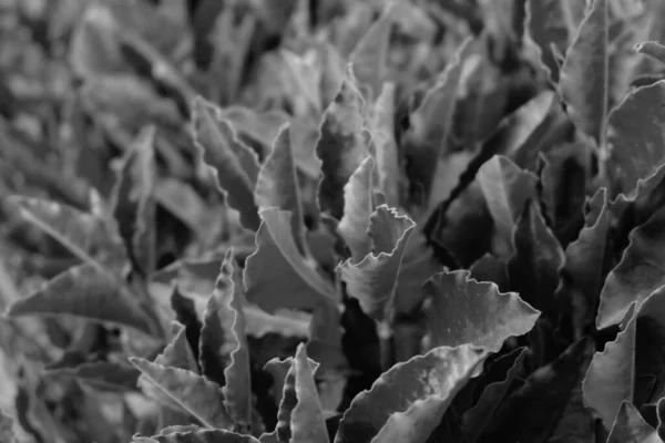 Enfoque Suave Fondo Hoja Blanco Negro —  Fotos de Stock