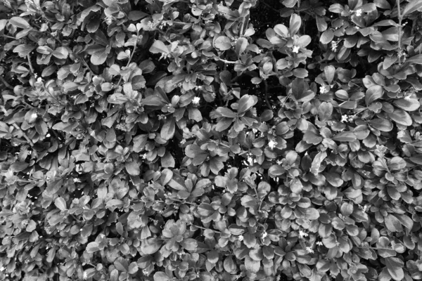 soft focus, black and white leaf background