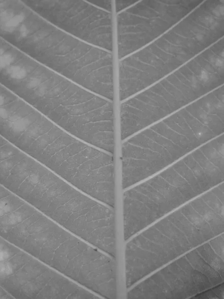 Textura Hoja Seca Blanco Negro — Foto de Stock