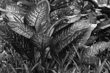 yumuşak odak, siyah ve beyaz yaprak arkaplan