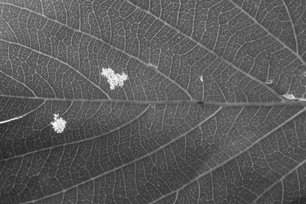 Texture Sèche Des Feuilles Noires Blanches — Photo