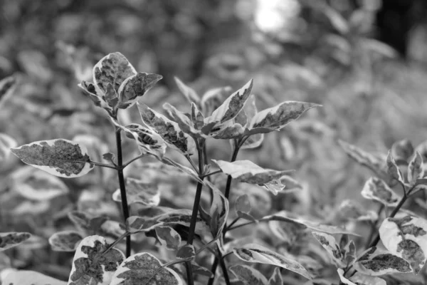 Soft Focus Black White Leaf Background — Stock Photo, Image