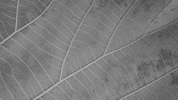 乾燥した黒と白の葉の質感 — ストック写真