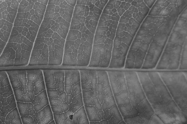 Dry Black White Leaf Texture — Stock Photo, Image