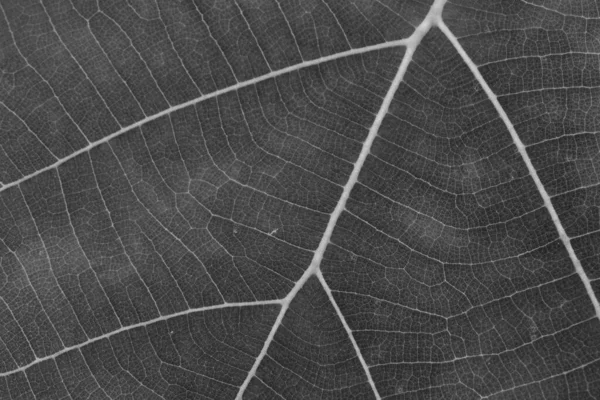 stock image dry black and white leaf texture