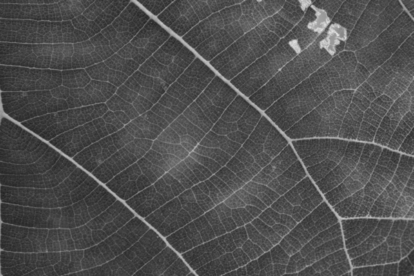 Dry Black White Leaf Texture — Stock Photo, Image