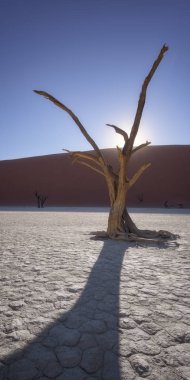 Namib-Naukluft Parkı, Namibya 'da Deadvlei' nin Ölü Akasya Ağaçları
