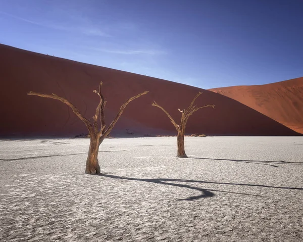 Abgestorbene Akazienbäume im namib-naukluft park, namibia — Stockfoto