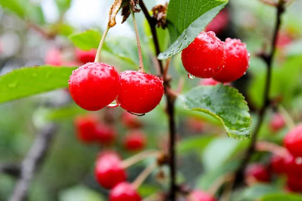 Merah ceri pada cabang dengan tetesan hujan — Stok Foto