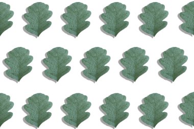 Çiy damlalı genç meşe yaprağı. Yakın plan...