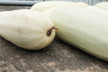 Açık yeşil kabak yığını halinde, yukarıdan çekilmiş.