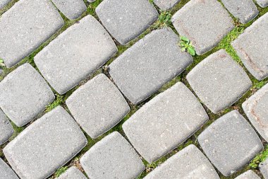 Çimenler kaldırım taşlarının arasında yetişir..