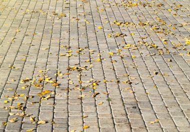 Yolda sarı yapraklar var..