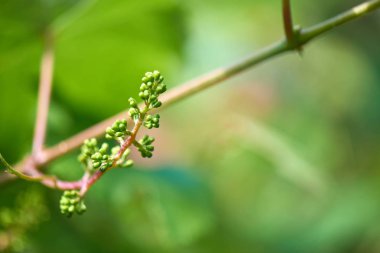 Genç grup üzüm asma Filiz. Üzüm genç kümeleri kapatın. Kopya alanı metin için bir sürü.