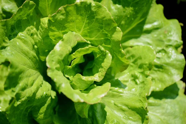 Vista Aérea Uma Cabeça Alface Verde Close Uma Salada Jardim — Fotografia de Stock