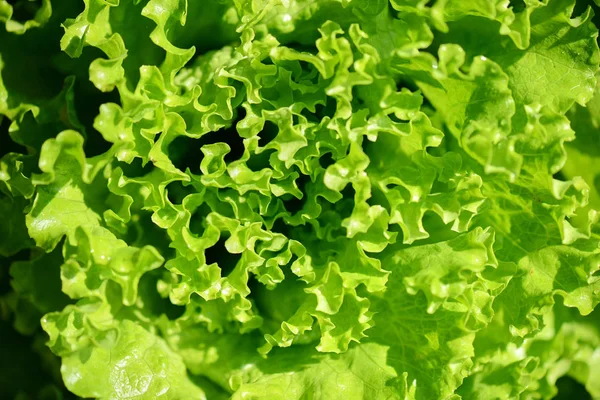Vista Aérea Uma Cabeça Alface Verde Close Uma Salada Jardim — Fotografia de Stock