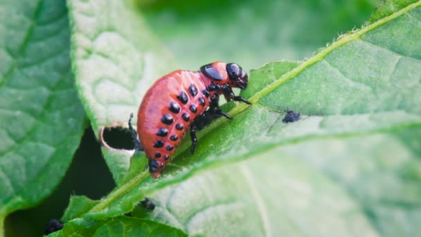 Young Colorado Beetle Eats Potato Leavescolorado Beetle Eats Potato Leaves — Stock Video