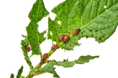 Genç Colorado böceği patates yaprakları - beyaz arka plan üzerinde izole yiyor. Colorado böceği yiyor bir patates genç bırakır. Zararlıları bir ürün alanında yok. Parazitler yaban hayatı ve tarım.