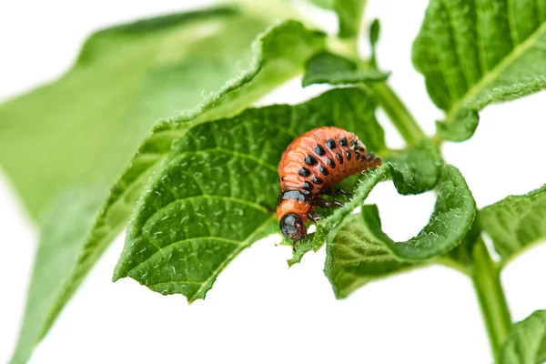 若いコロラド州カブトムシは 白い背景で隔離 ジャガイモの葉を食べる コロラド州カブトムシ食べるジャガイモの若いを葉します 害虫は フィールドの作物を破壊します 農業と野生動物に寄生虫 — ストック写真