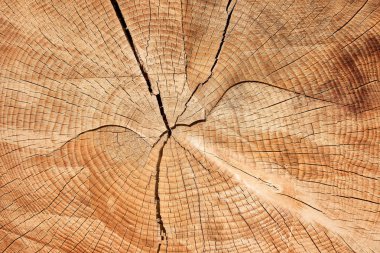 Old tree stump, beautiful wooden texture background with cracks  clipart