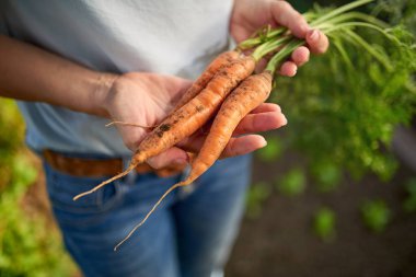 Taze havuç gardenfreshly üzerinden sürü çekildi havuç bahçeden holding kadın eller