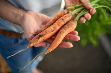 Bahçeden taze çekilmiş havuç demet holding kadın eller