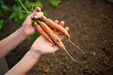 Bahçeden taze çekilmiş havuç demet holding kadın eller