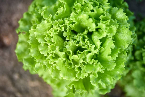 Close Uma Salada Jardim Fresco — Fotografia de Stock