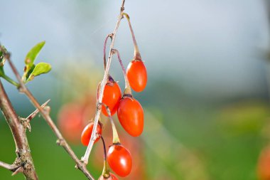 İle taze goji Karpuzu Goji berrytwig dolu